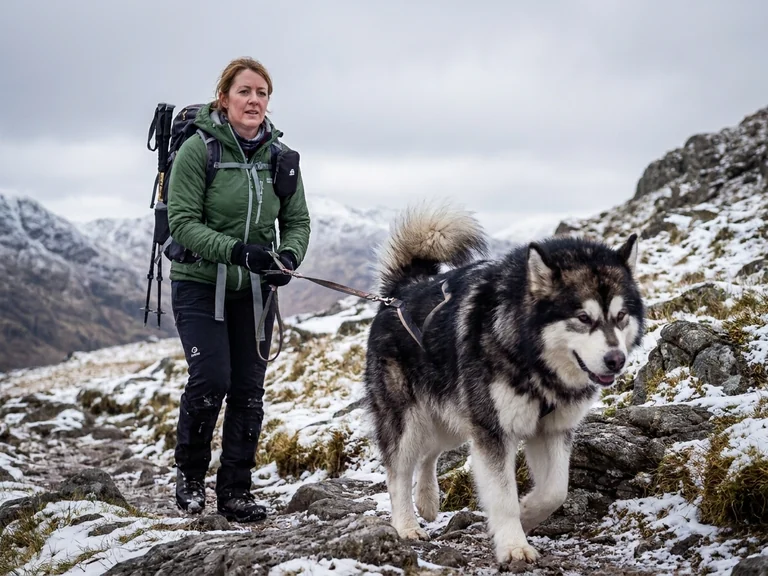 Alaskan Malamute breed thumbnail