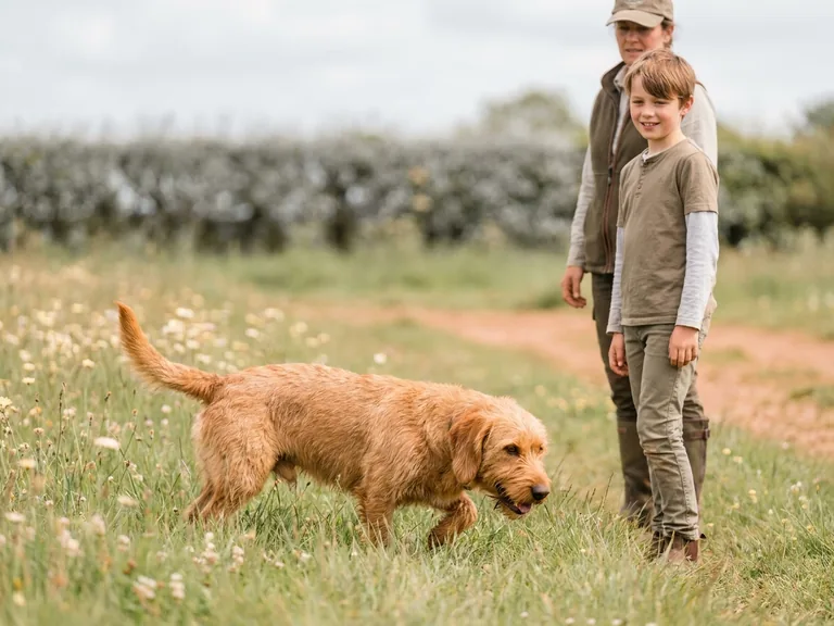 Basset Fauve de Bretagne breed thumbnail