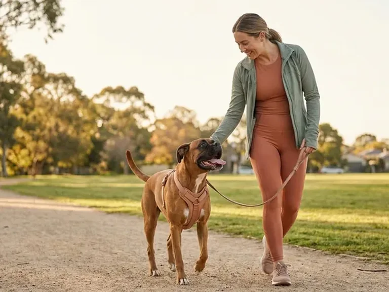 Boxer breed thumbnail
