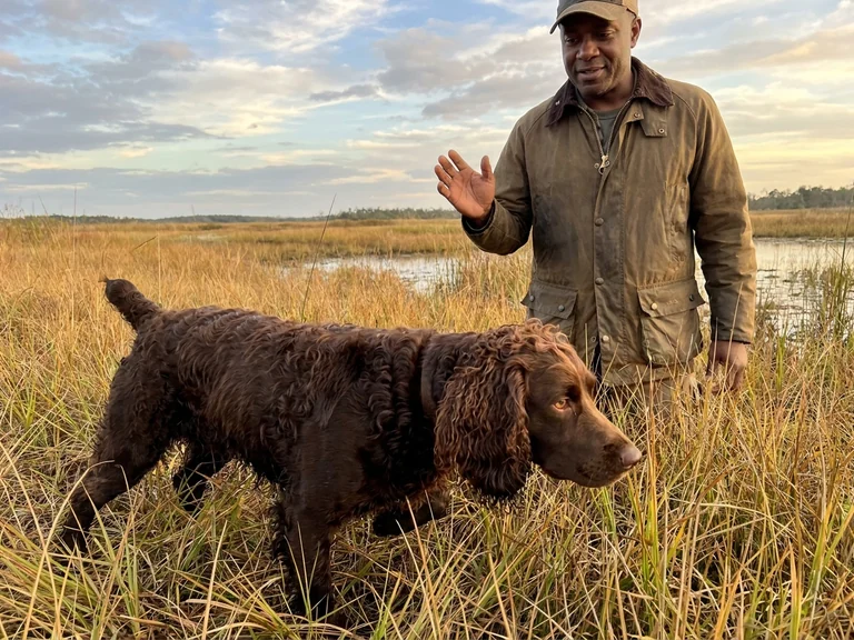 Boykin Spaniel breed thumbnail