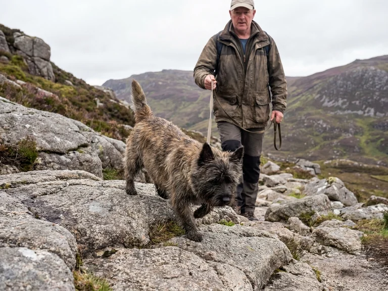Cairn Terrier breed thumbnail