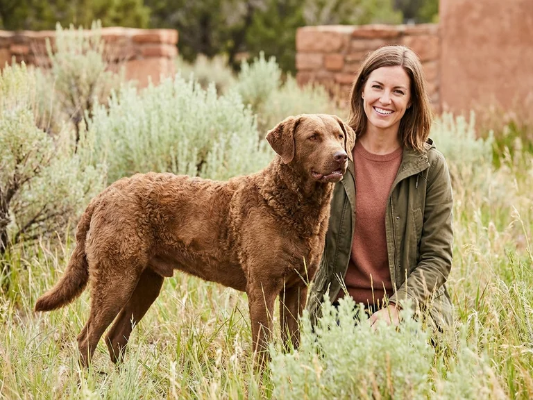 Chesapeake Bay Retriever breed thumbnail