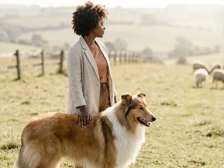 Collie routine check breed thumbnail