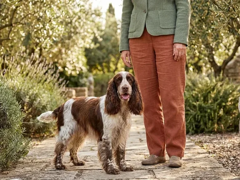 English Cocker Spaniel breed thumbnail