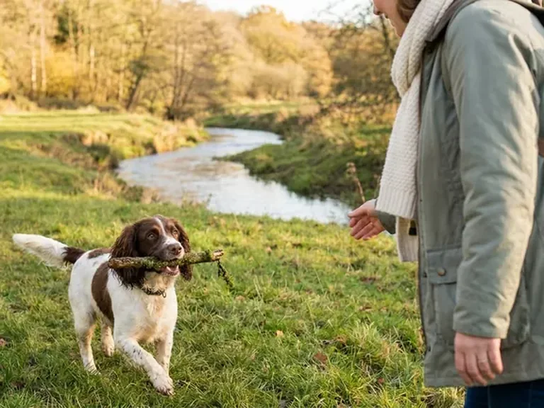 English Springer Spaniel energy check breed thumbnail