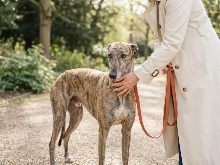 Greyhound breed thumbnail