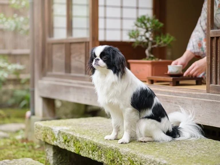 Japanese Chin breed thumbnail