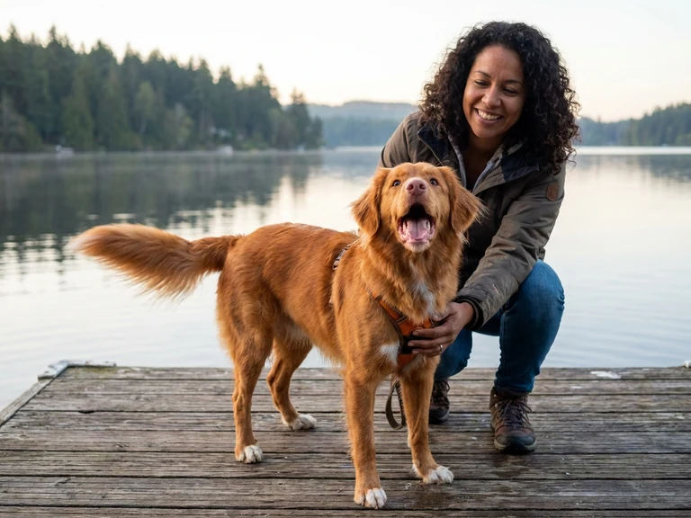 Nova Scotia Duck Tolling Retriever breed thumbnail