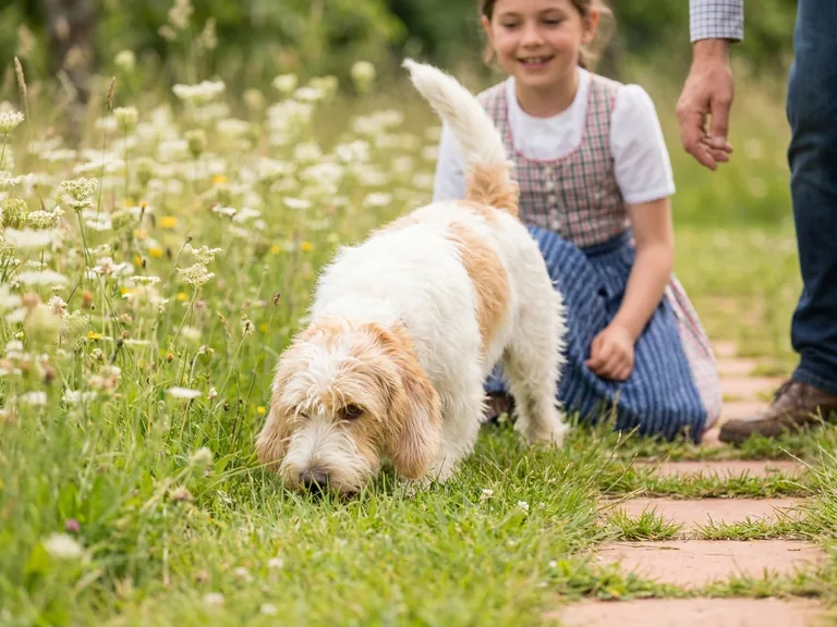 Petit Basset Griffon Vendéen breed thumbnail