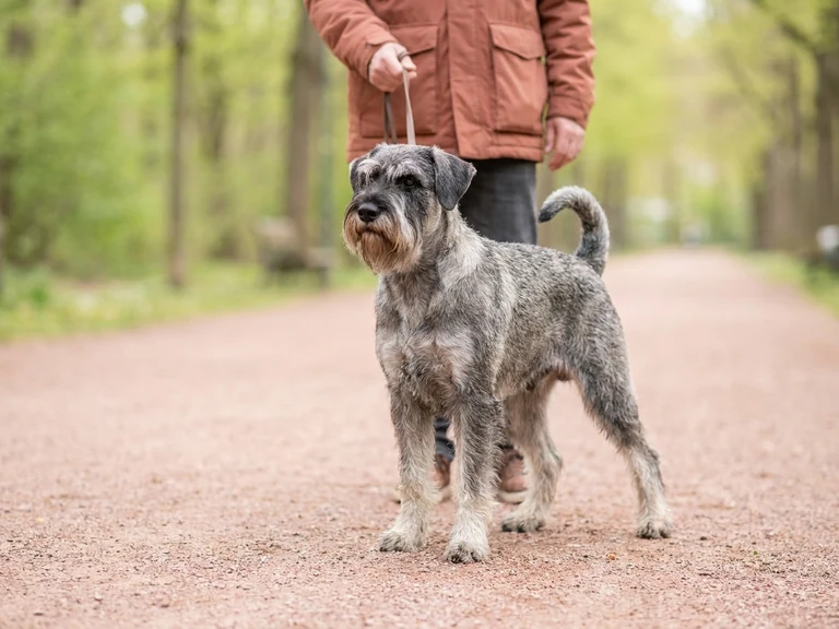 Standard Schnauzer breed thumbnail