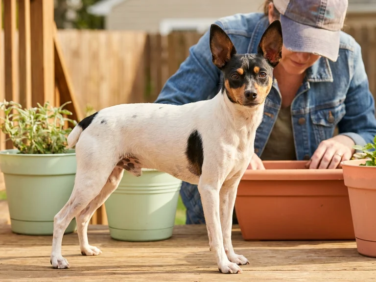 Toy Fox Terrier breed thumbnail