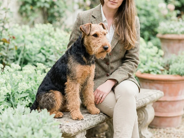 Welsh Terrier breed thumbnail