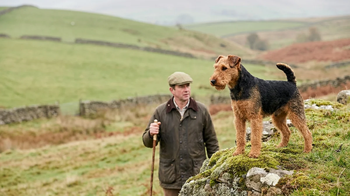 Welsh Terrier