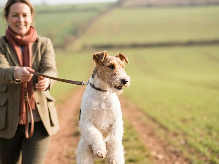 Wire Fox Terrier breed thumbnail