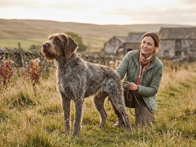 Wirehaired Pointing Griffon breed thumbnail